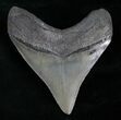 Huge Posterior Megalodon Tooth #8374-2